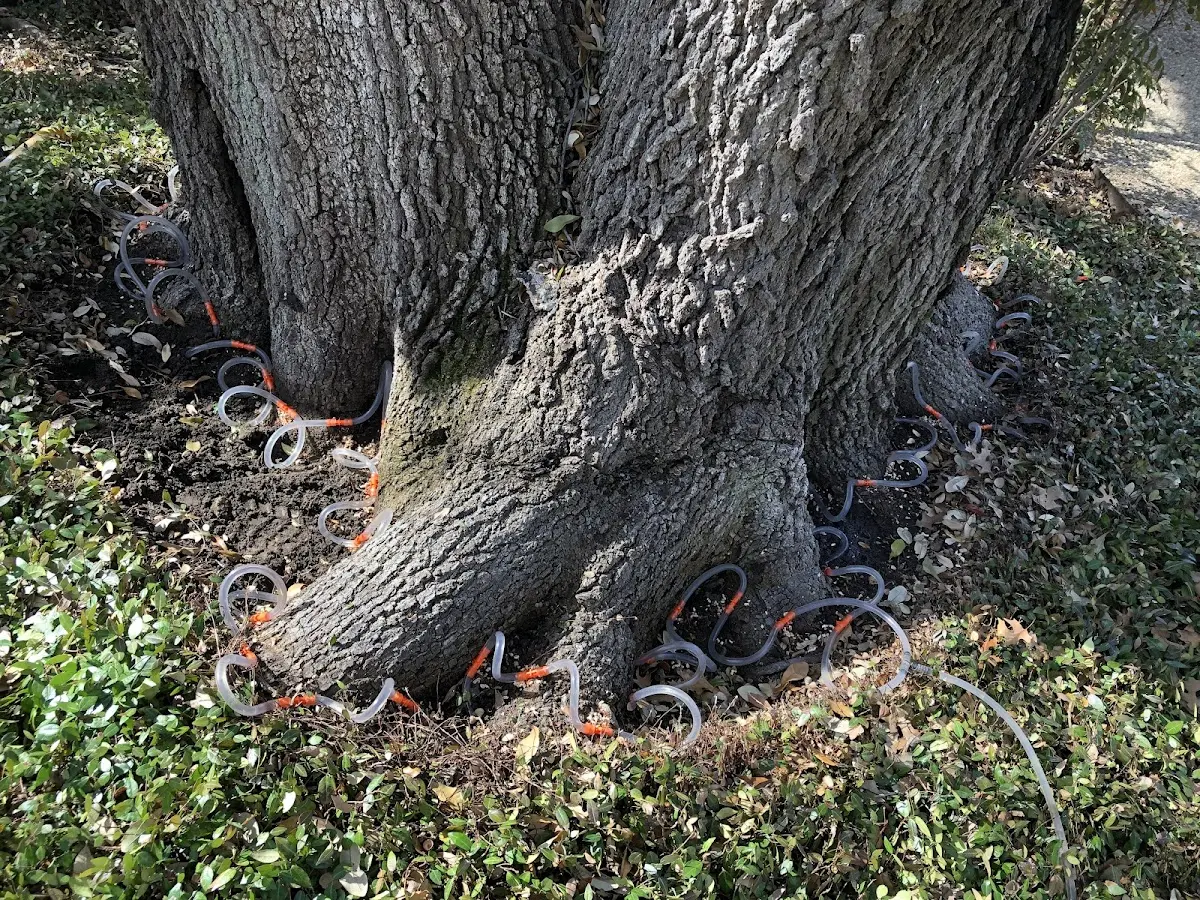Detailed Tree Cabling and Bracing job site in Chestnut