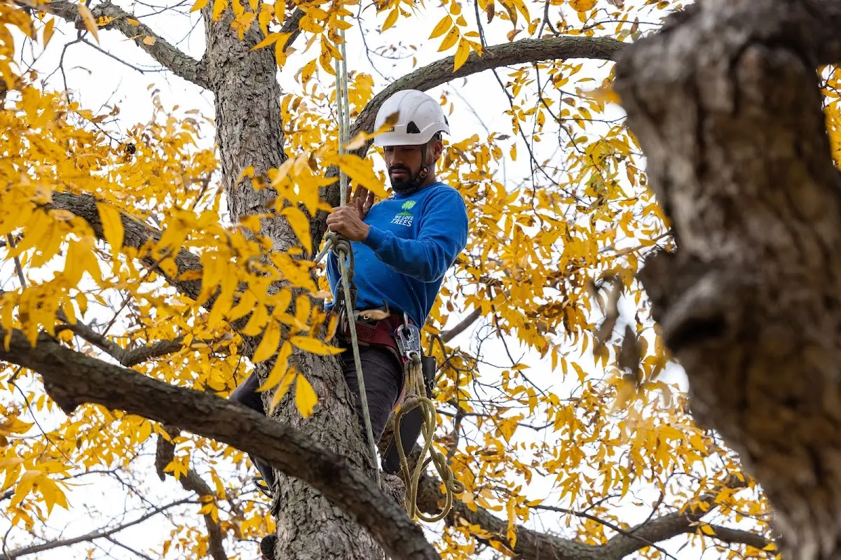 Skilled Storm Damage Cleanup crew working in Chestnut